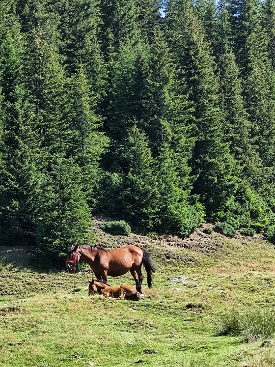 Țarcul Țarcului