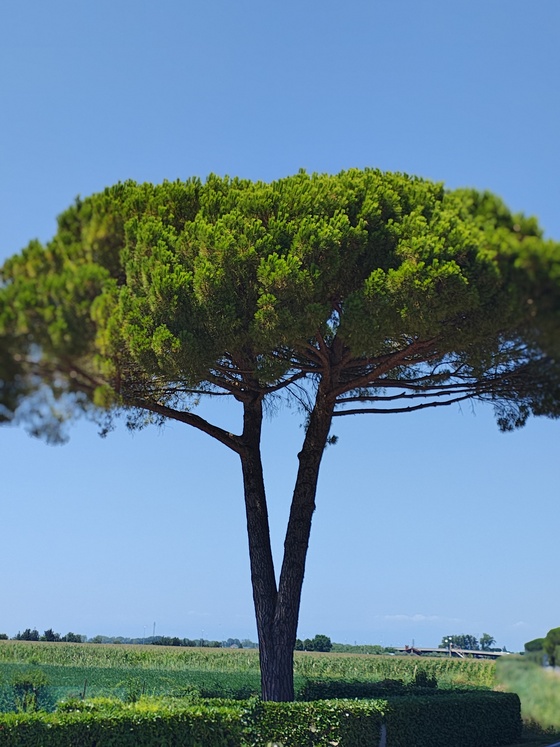 Italia vie